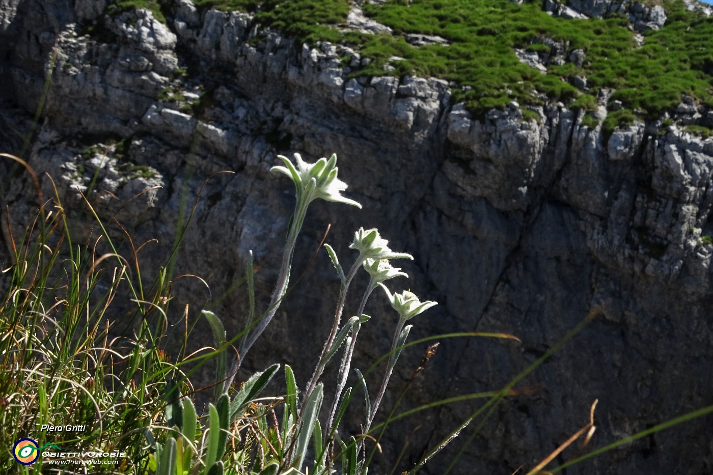 22 Stelle alpine sull'orlo del precipizo ....JPG